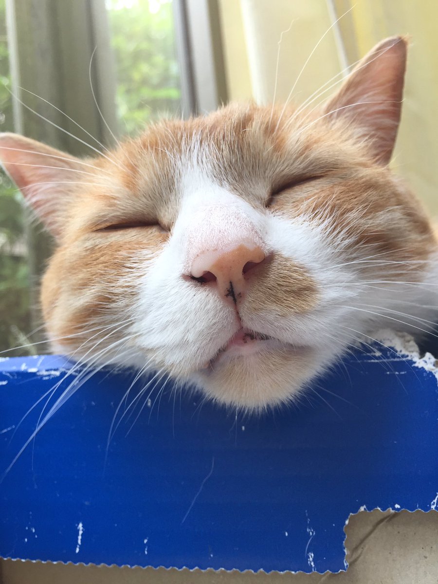 GmHfo's tweet photo. 今日も一日お疲れさまにゃ〜😽
僕を見て、癒されてにゃ〜💕 https://t.co/nCX2jDZZ80