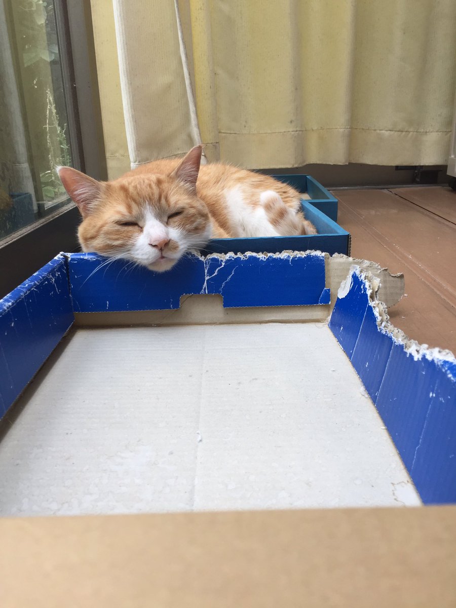 GmHfo's tweet photo. 今日も一日お疲れさまにゃ〜😽
僕を見て、癒されてにゃ〜💕 https://t.co/nCX2jDZZ80