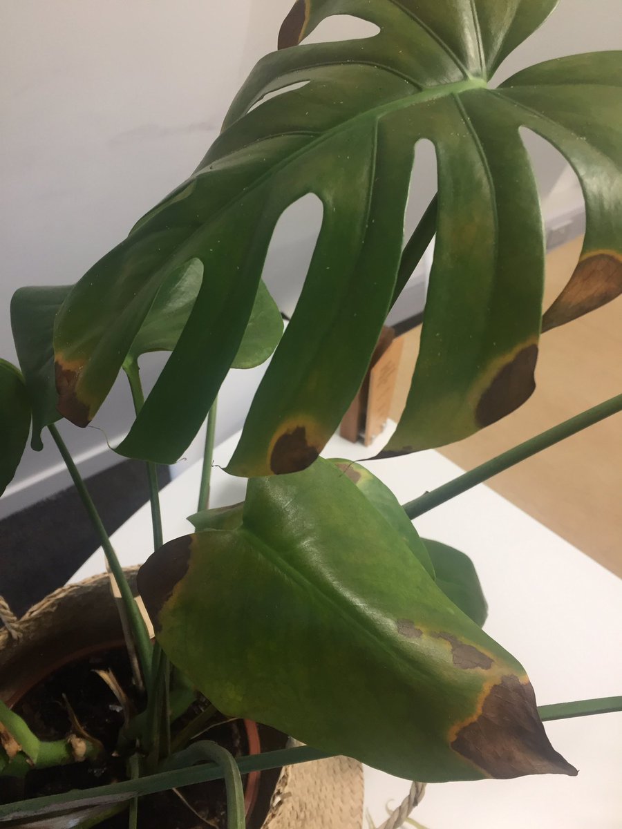 enriquetocino's tweet image. Anyone know what’s wrong with my #monstera? #plantproblems @The_RHS @CliftonNursery