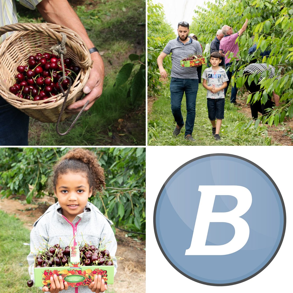 Onze kersverse excursie: 
Dagtocht naar de Betuwe.
Dinsdag 14 en 21 juli en 
Donderdag 16 en 23 juli  
€52,50 per persoon. 
Incl: vervoer, koffie met kersenflap, rondleiding, zelf kersen plukken en diner. Boek nu brouwertravel.nl