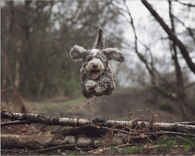 naturopetfood's tweet photo. We ADORE this action shot of Naturo fan, Ruby! 💙

Have you got an action shot to share? We'd love to see 🐶🐱 https://t.co/sQfRgTidAH