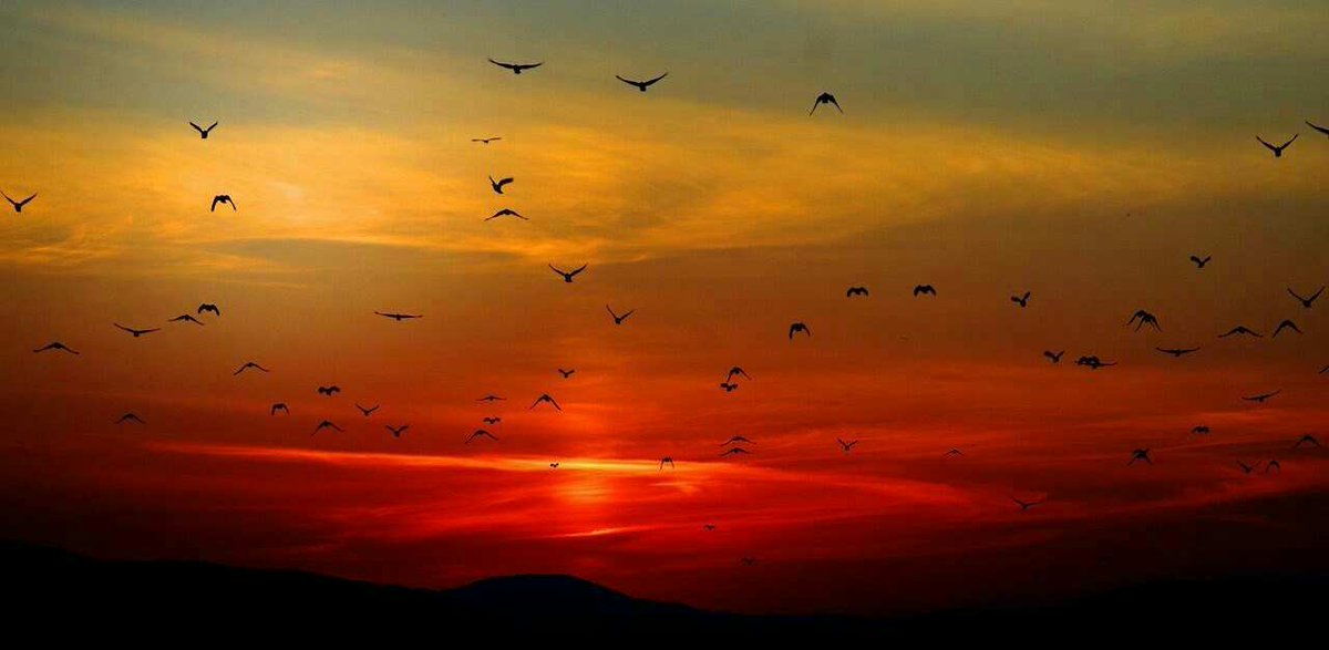 fatum123anoon's tweet photo. وَلَسْنَا وَاَللَّهِ مُخْتَارِينَ لِلْبُعْدِ عَنْكُمْ..! 
وَلَوْ حَمَلَتْنَا الطُّيُورُ لَسِرْنَا إلَيْكُمْ.. 🍂 https://t.co/FjdlHfh2il