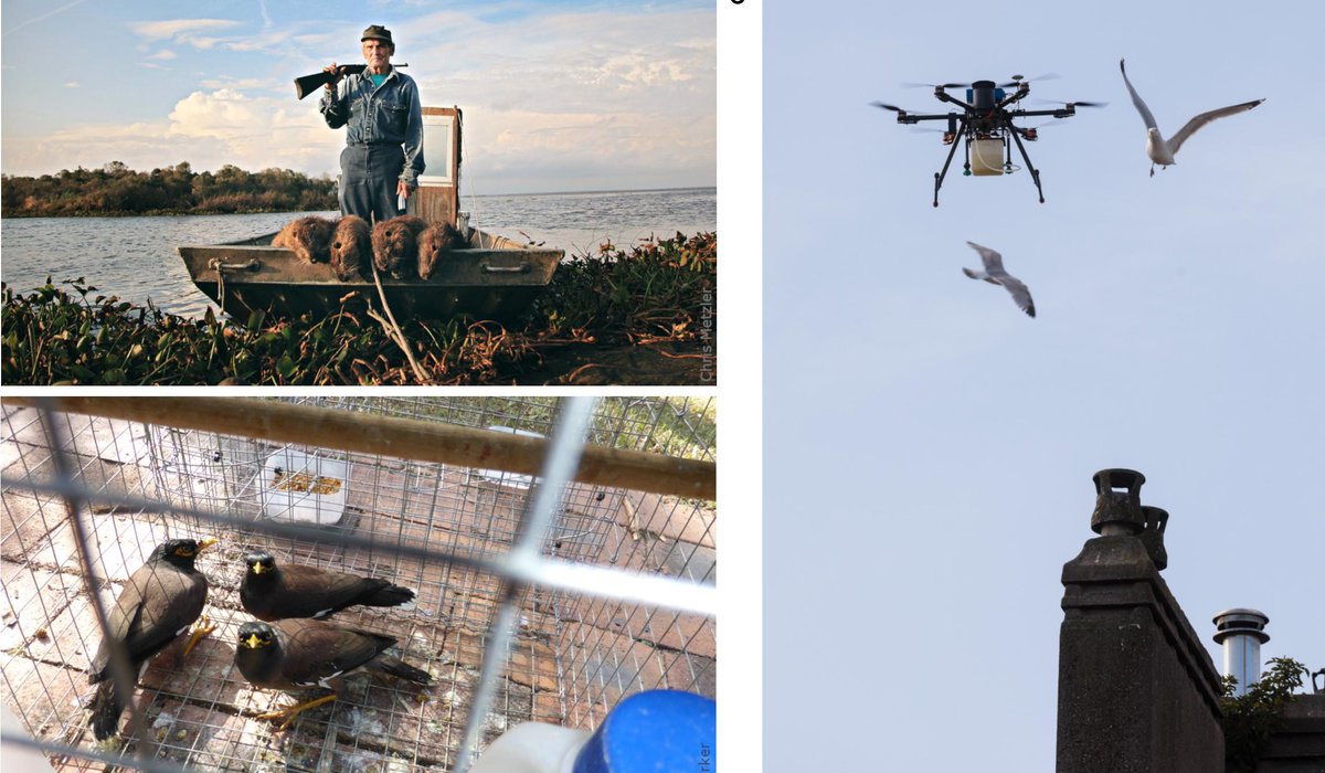 Marie Diquelou (@marie_diquelou) on Twitter photo Really excited to see our new paper on behavioral responses to control out this week! Thanks to the editors and reviewers for their time. frontiersin.org/articles/10.33… <a href="/mynas_newcastle/">Andrea Griffin</a> Really excited to see our new paper on behavioral responses to control out this week! Thanks to the editors and reviewers for their time. frontiersin.org/articles/10.33… <a href="/mynas_newcastle/">Andrea Griffin</a>