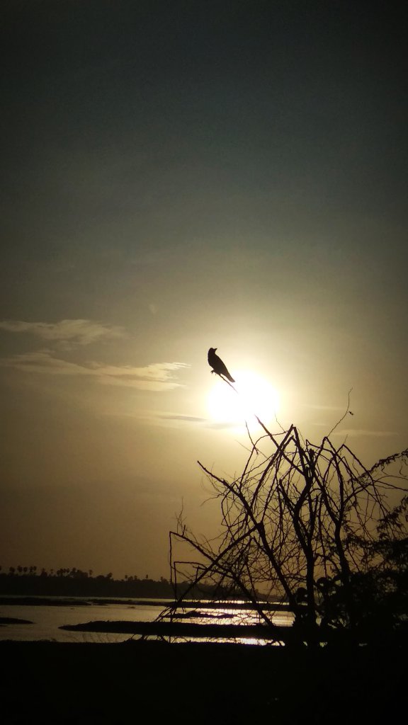 piyushunagar__7's tweet image. #Click #sun #mobilephotography