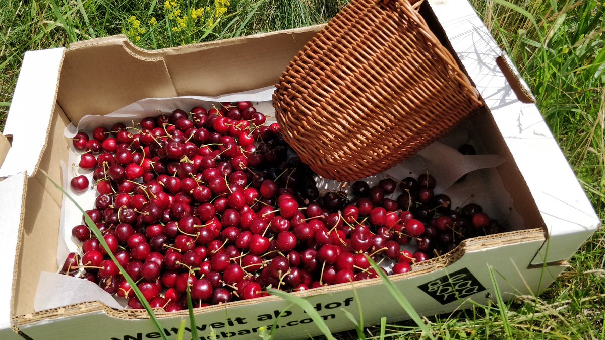 Rhybueb2's tweet photo. #Chriesi Ernte 2020: Zuckersüsses Obst, keine Maden, keine Insektenverbisse, kein Vogelraub, makellos. Und alles ohne #Pestizideinsatz, notabene! 

https://t.co/srzaNH6YLX https://t.co/GuSj2AJ5wc