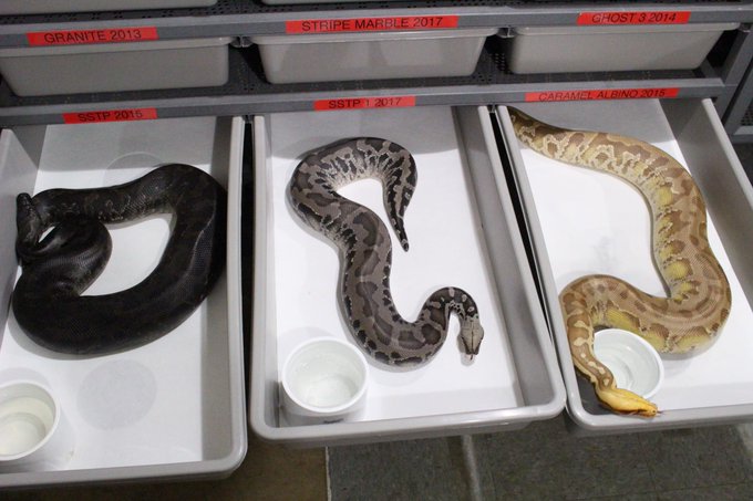 スマトラブラッドパイソンのtwitterイラスト検索結果 スマトラブラッドパイソンのtwitterイラスト検索結果