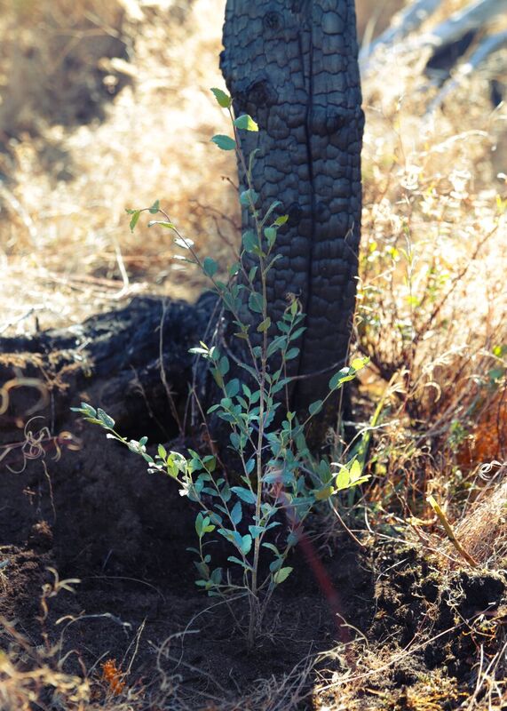 ReforestArg tweet media