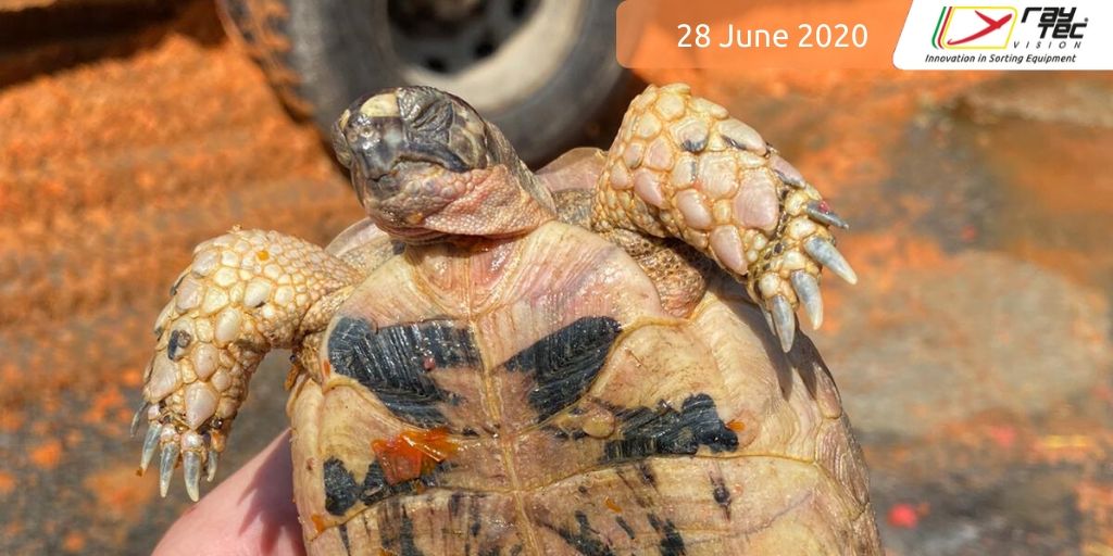 Raytec_Sorting's tweet photo. Welcome Ray ๐ข!
This cute turtle was found by our #Raynbow while sorting tomatoes๐
๐
๐
!
Our #sortingmachines are equipped with a optical technology able to identify foreign bodies even if very similar to the products to be selected.
#foodtechnology #foodsafety #tomatosorting https://t.co/tCMhdl73LK