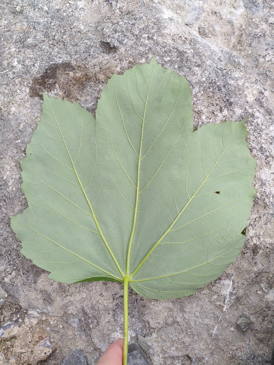 MrsRBennett's tweet photo. My daughter picked up this leaf as it fell from a tree on our walk today.  I'm loving studying the symmetry - what an amazing example of creativity and maths in nature! @maths_high @AreWhs  #mathsinnature https://t.co/gGCk2JACfj