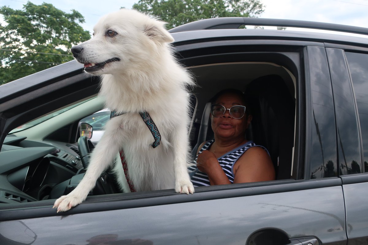 Here's why we love microchips. Maxine and her husband were driving down 435 when they spotted a white dog in the highway. And Maxine, being the kind-hearted person she is, knew she had to stop and help. The little white dog jumped right into her car.