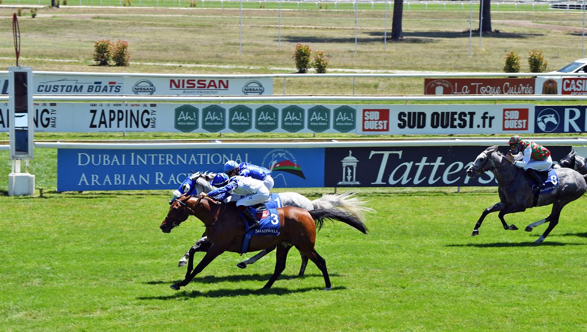 BEL'IZAM (Nizam,) s'impose d'une tête devant EBRAZ (Amer) dans la Shadwell - Coupe du Sud-Ouest des Pur-Sang Arabes (Gr3) à <a href="/HippoLaTeste/">Hippodrome La Teste</a>. C'est un représentant du Cheik Hamdan bin Rashid Al Maktoum entrainé par 
<a href="/DWatrigant/">Damien de Watrigant</a>. J-B. Eyquem, <a href="/InfoArqana/">ARQANA</a> 
<a href="/ShadwellFarm/">Shadwell Farm</a>
 📸R. Polin