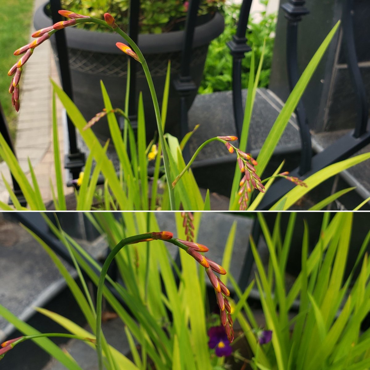LeadByValues's tweet image. I love it when my yard is filled with fresh flowers. #NaturePhotography
#Gladiolus ready to #RollintoSummer
#morningmotivation