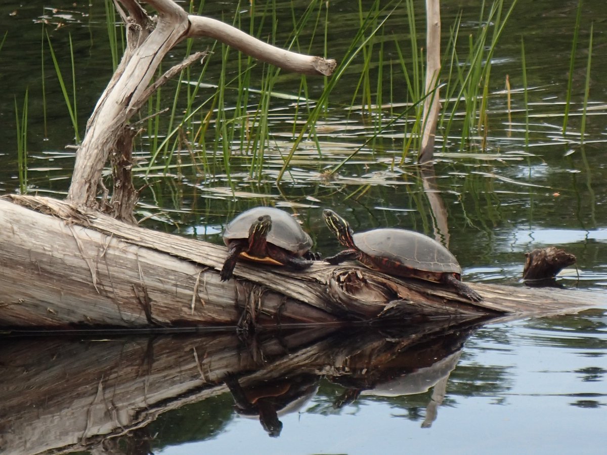 Snapped a few of these sun loving #PaintedTurtles catching some rays. In April 2018, #COSEWIC designated the midland painted turtle as Special Concern, primarily due to the loss of > 70% of wetlands in southern Ontario over the past 200 years.