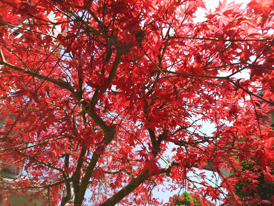 一目惚れした藤と紅葉 たぶん 出猩々もみじ ではないかと 春に真っ赤な新芽を 星野香菜彦のイラスト 一目惚れした藤と紅葉 たぶん 出猩々もみじ ではないかと 春に真っ赤な新芽を 星野香菜彦のイラスト