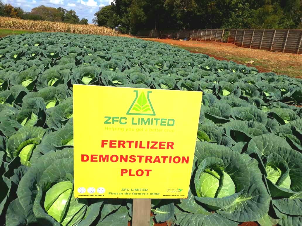 The KING of Horticulture Basal Ferts (ZFC VEG BLEND 9.24.20) in combination with AN and ZFC Foliar 15 for Trace Elements, unleashing the potential in FABIOLA.- 
Rock Solid Quality.
ZFC
#HelpingYouGetaBetterCrop