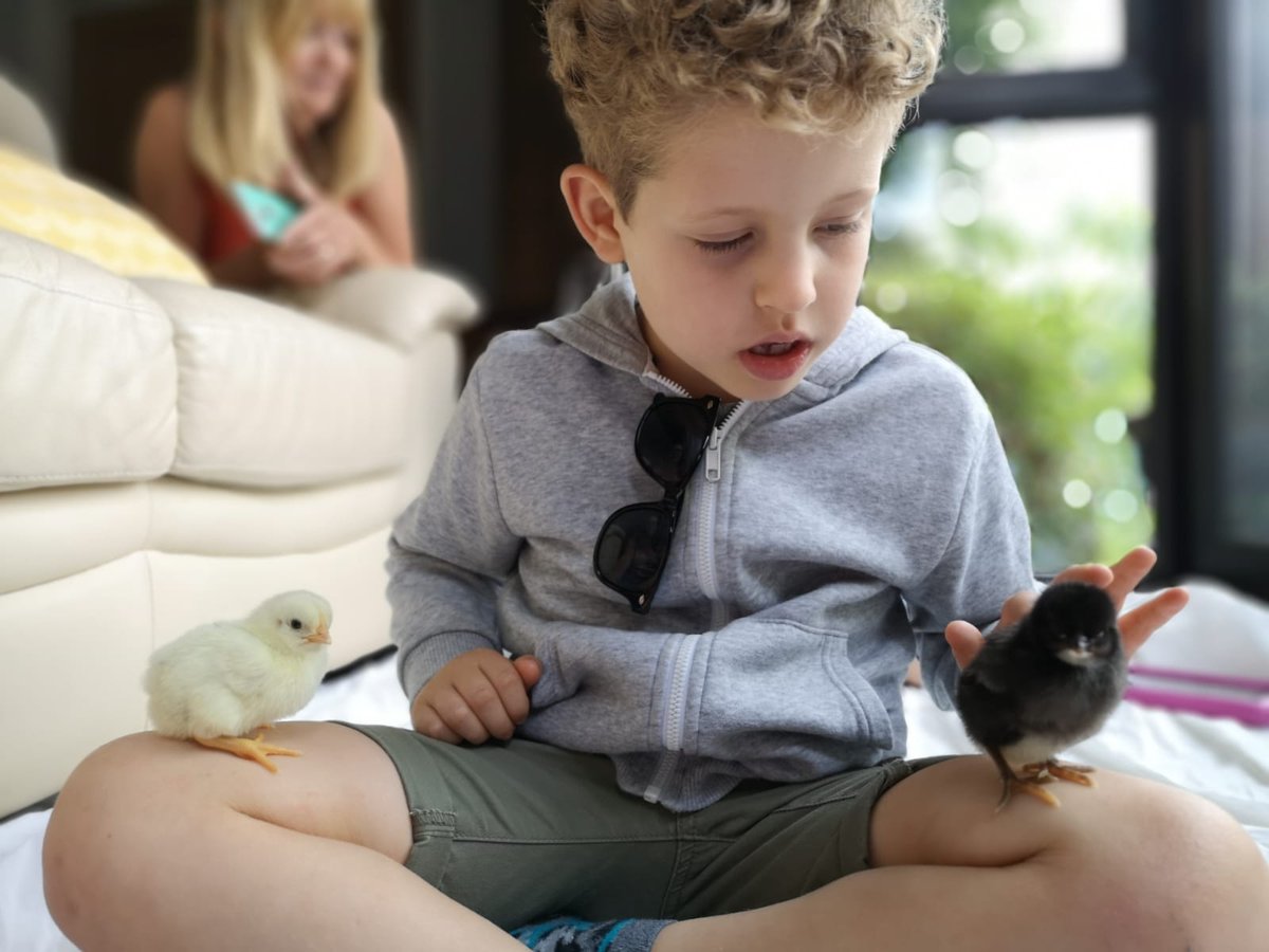 GleavesKatie's tweet photo. Loving Ranrad's chicks! 🐣❤️🐥 @vwrightteach @MrsDennis2007 @GreenwaysPri https://t.co/z2C3JJmKvQ