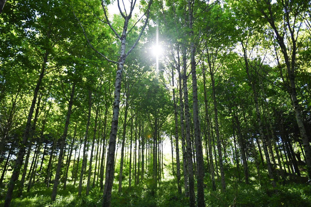 WebCycling's tweet photo. If everyone in the UK saved just 10% more paper, we would save roughly 5 million trees! https://t.co/nUs7L96gsA