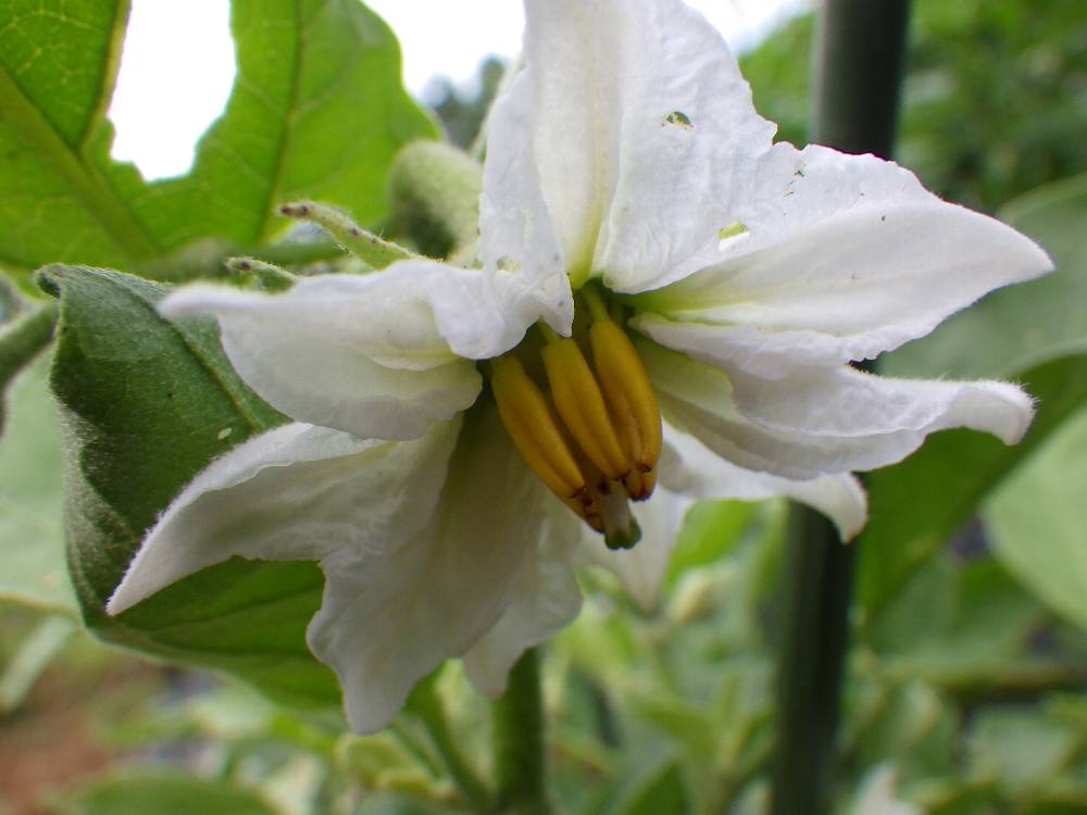 なすの花 Twitter Search Twitter