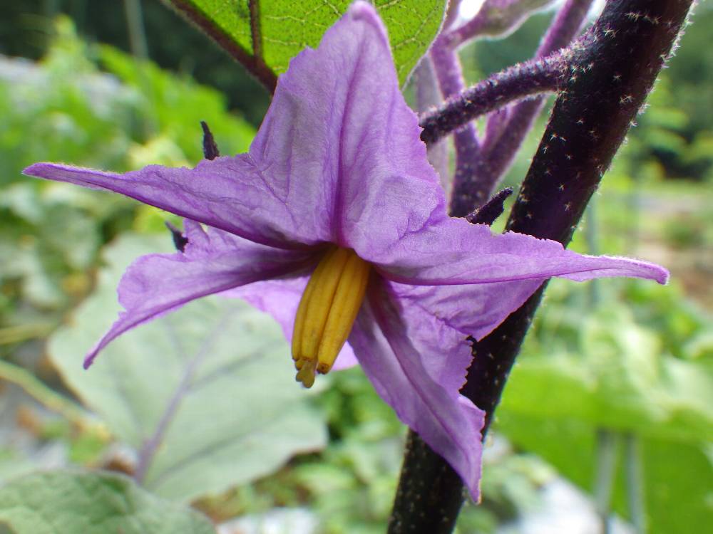 なすの花 Twitter Search Twitter