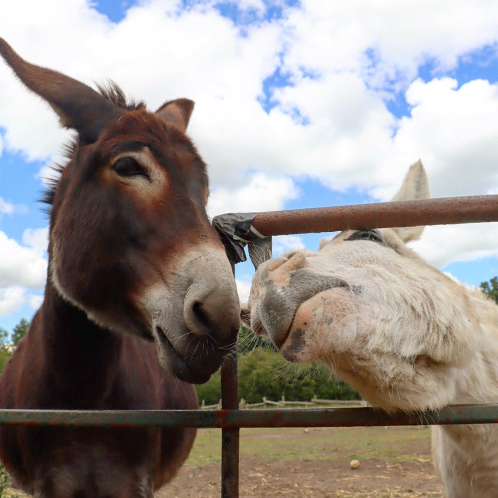 Farmily_buckets's tweet photo. Happy Monday from our carrot crunching duo, Coco and Eli, have a happy week.
#caenhillcc #cocoandeli #donkeys #donkeyduo #farm #farmanimals #mondaymorning https://t.co/fuqgbBy78v