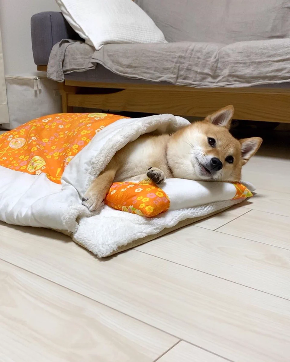 楽天で購入した猫用の布団！使っているのは…ワンちゃん！？ｗｗ