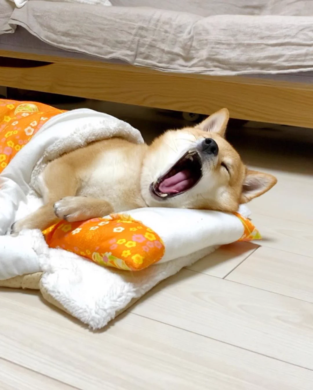 楽天で購入した猫用の布団！使っているのは…ワンちゃん！？ｗｗ