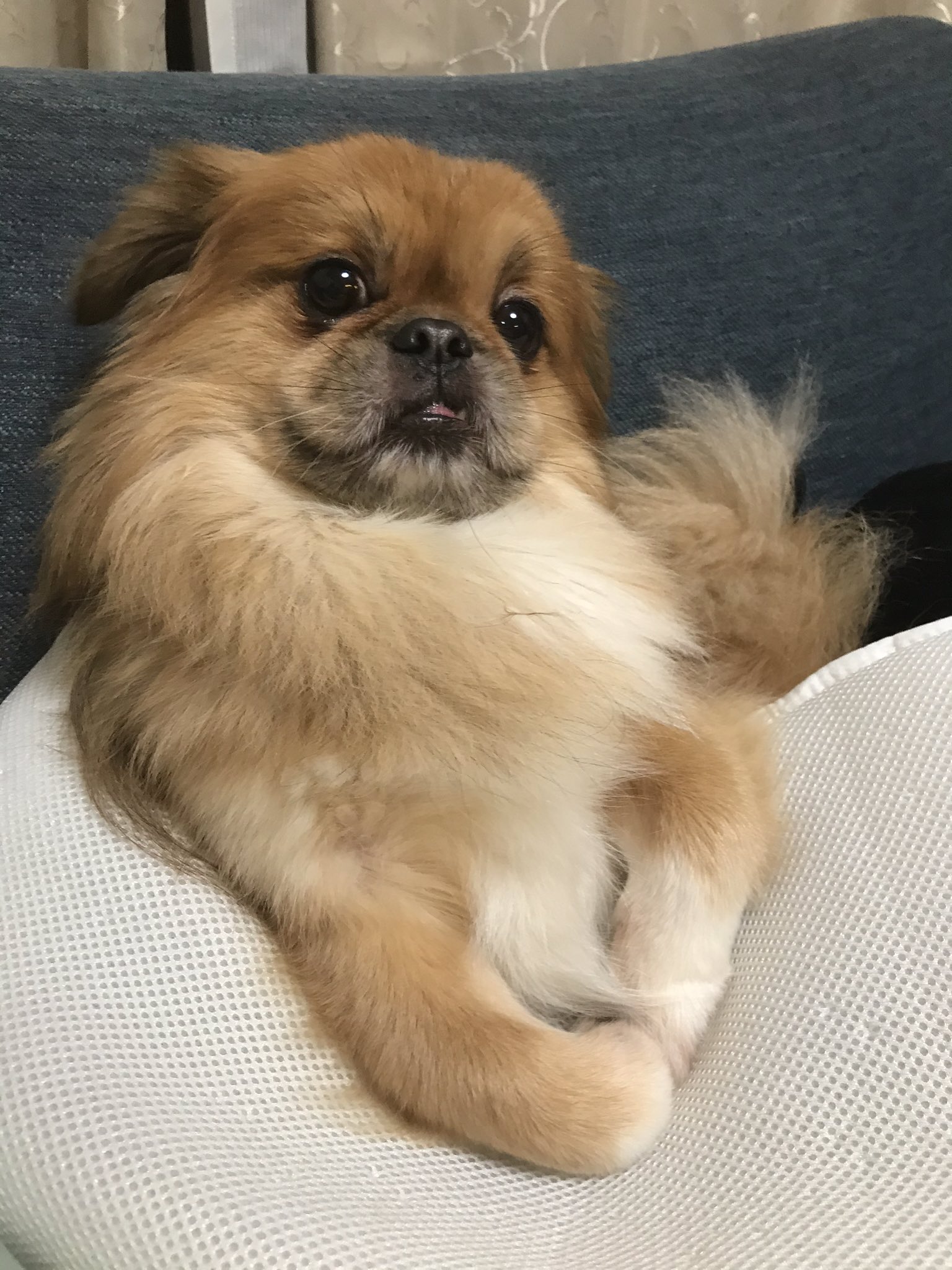 もりぴーと 強烈ぶさかわぴぐお コアちゃんグルメ 日記 そんな見下さないでくれる ぴぐお ペキニーズ Pekinese Shihtzu シーズー ミーヤキャット Mierkat 珍獣 かわいい ぴぐお ぶさかわ 犬 Dog ミックス犬 クーラー 鼻ぺちゃ