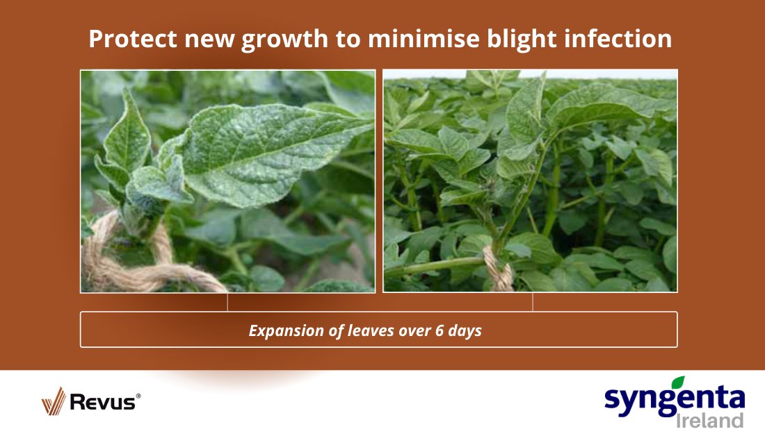 SyngentaIrl's tweet image. Potato crops can double their leaf area in a week and as the canopy grows and expands, products can become diluted. The powerful activity of REVUS locks onto the surface and gives protection across the leaf into new growth.  bit.ly/revuspotato #potatoblight