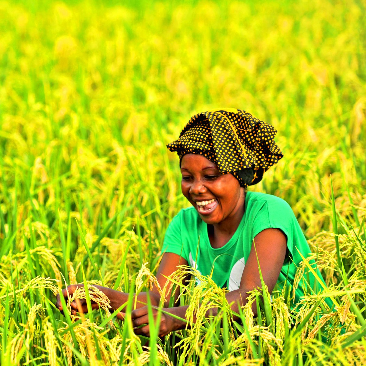 FAOKnowledge's tweet photo. 📢 Call for case studies on initiatives that enhance the livelihoods of small-scale food producer youth under a changing climate

Submissions are accepted in English only.

Final case studies must be submitted by 28 July 👉 https://t.co/skr33hNIj6

#ClimateChange https://t.co/uWt28RXtIq