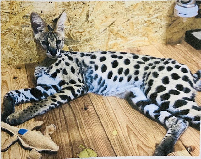 狩りごっこだね 負けないよ 静岡で個人所有のサーバルキャットが脱走して行方不明 近隣住民はご注意を Togetter 狩りごっこだね 負けないよ 静岡で個人所有のサーバルキャットが脱走して行方不明 近隣住民はご注意を Togetter