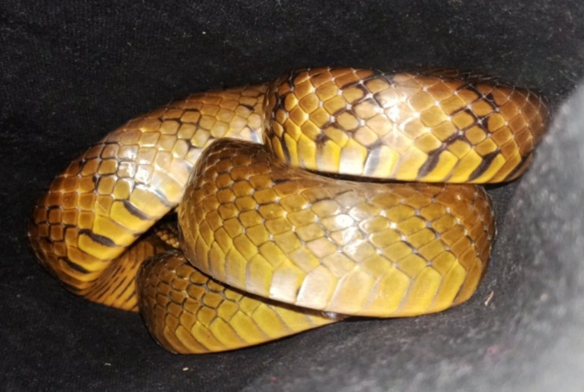 Indiansnakes.org tweet media