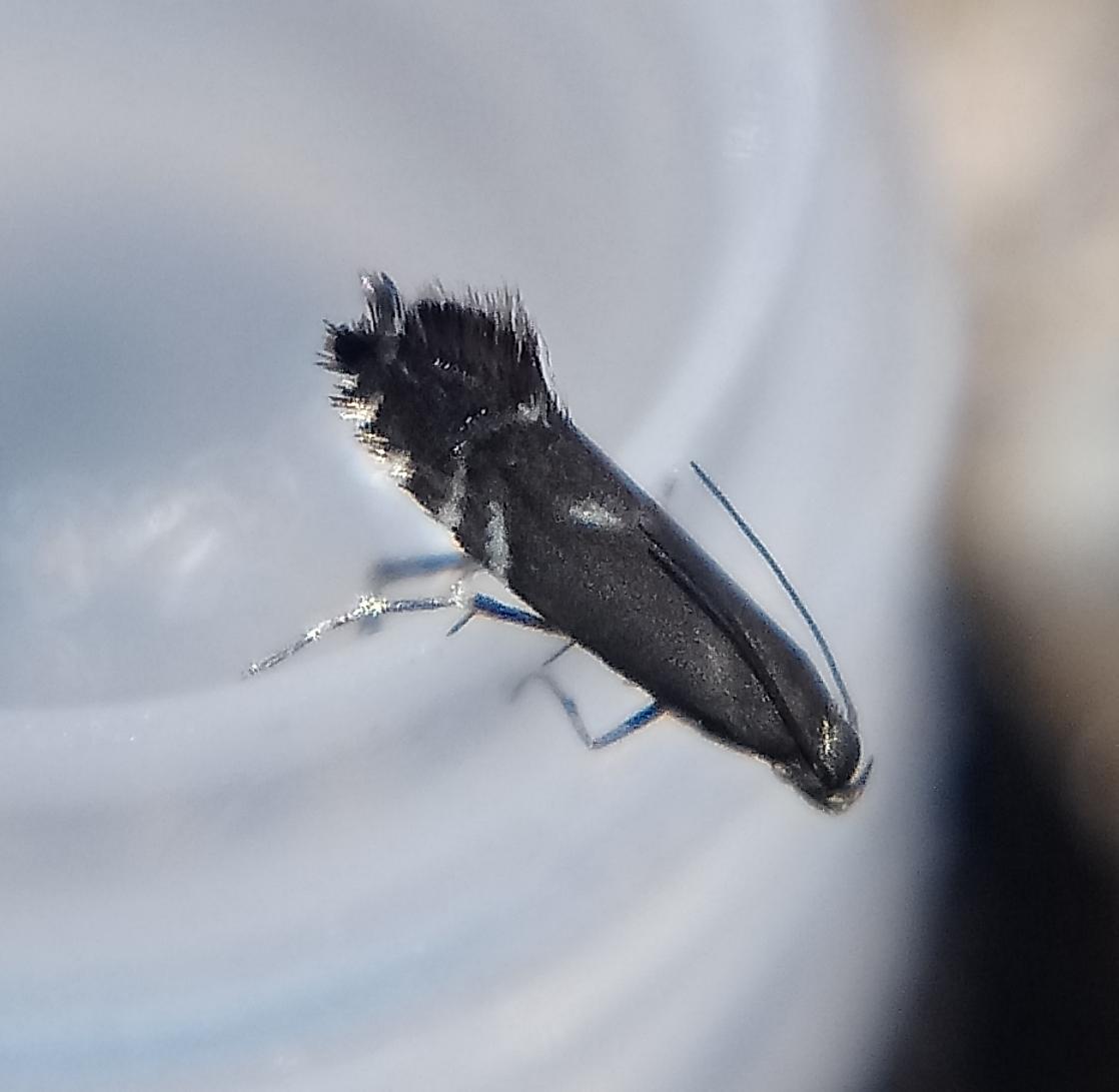 Here's an obliging Glyphipterix simpliciella (Cocksfoot moth) posing on a tube lid. One of several netted during a walk a few weeks ago. #teammoth #lepidoptera #MothsMatter #micromoth