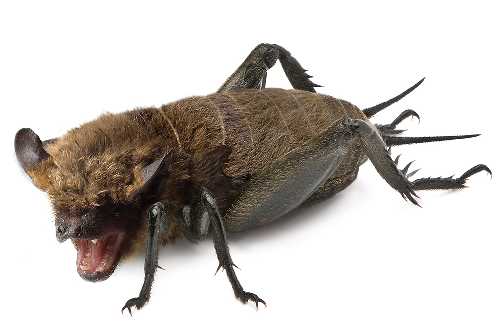 animangles's tweet photo. Cricket bat innit https://t.co/00daheFMLE