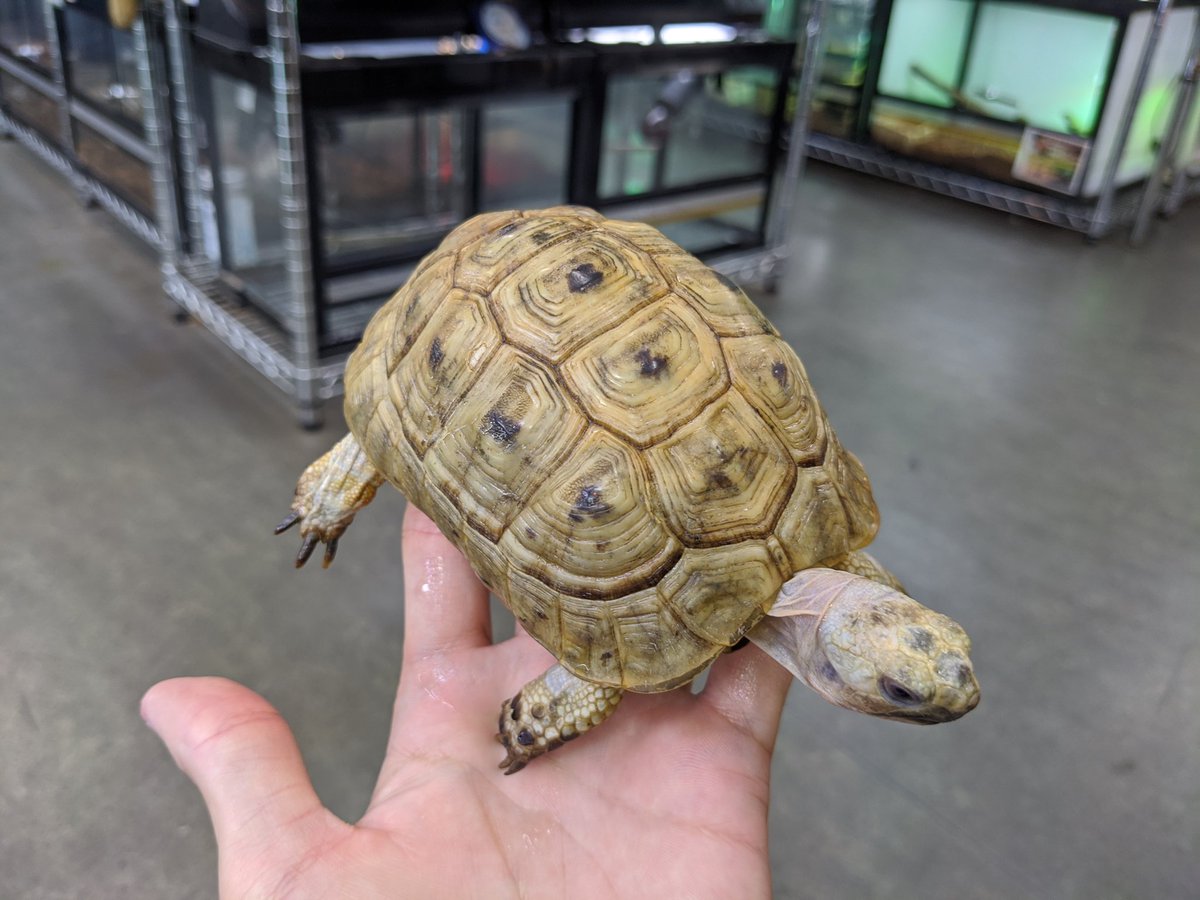 ペポニ みなと店 イエローアラブギリシャリクガメ 全体的に黒が少なく明るい印象 ギリシャらしく甲羅が丸っこくて可愛らしい ちょうどいいサイズで来てます イエローアラブギリシャリクガメ