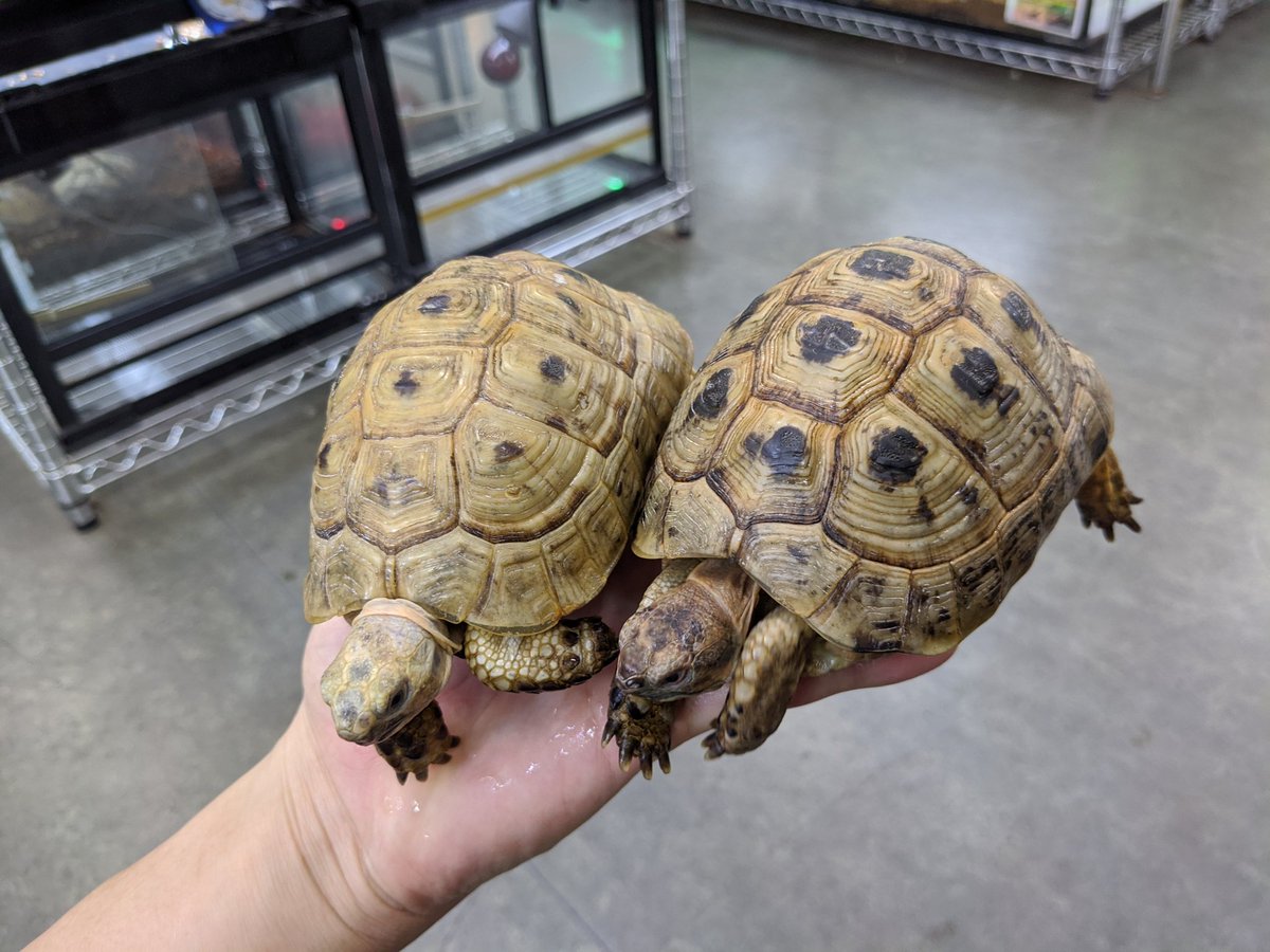 ペポニ みなと店 イエローアラブギリシャリクガメ 全体的に黒が少なく明るい印象 ギリシャらしく甲羅が丸っこくて可愛らしい ちょうどいいサイズで来てます イエローアラブギリシャリクガメ