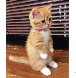 jluko723's tweet photo. 上手ですねぇ(=^・^=) https://t.co/ggUphyX9Qa