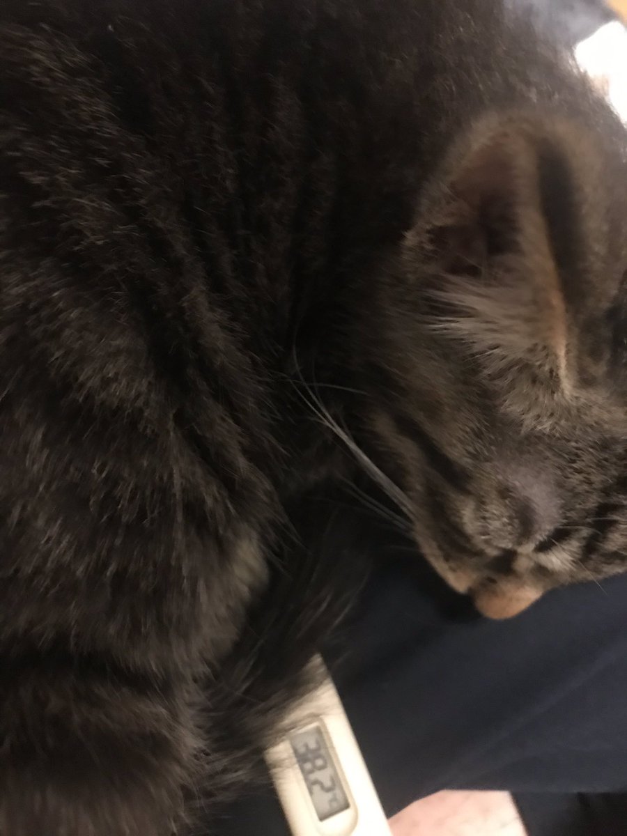 猫暑い