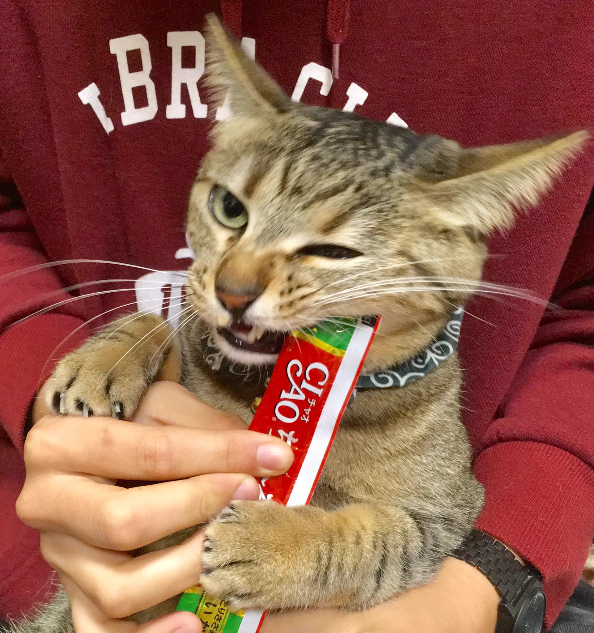 @pandania0 「お供してやんよ」
（むしろ #悪の秘密結社ネコ） 