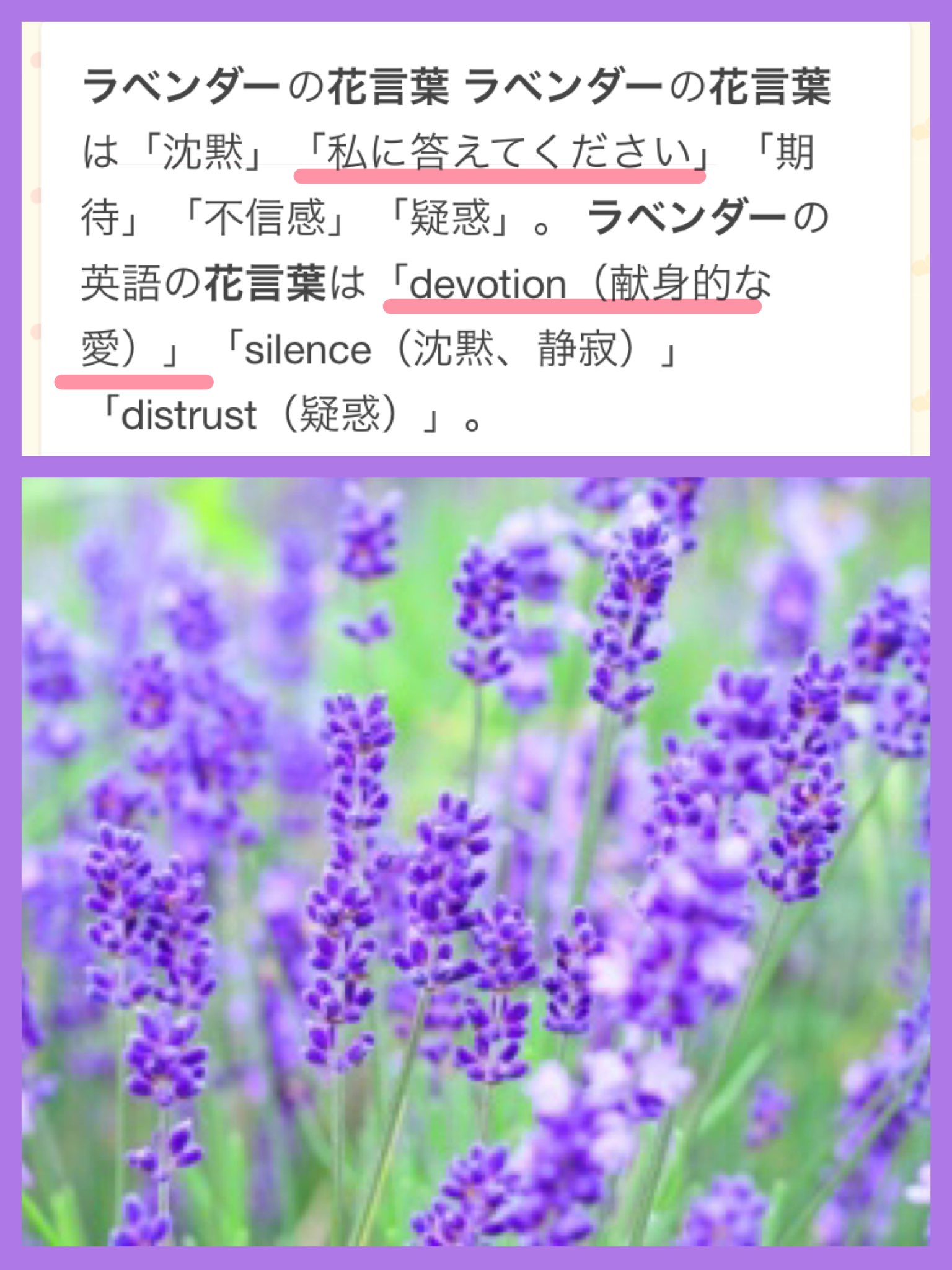 エリ子 エペルくんのブーケの花の種類なにかなって思ったんだけど ブルゴーニュ ブライダル人気白 バラno 1 Orシュネープリンセッュシン 別名スノーホワイト アナベル 白と黄緑のアジサイ ラベンダー スズラン 毒がある あたりかなって思ったんだけど
