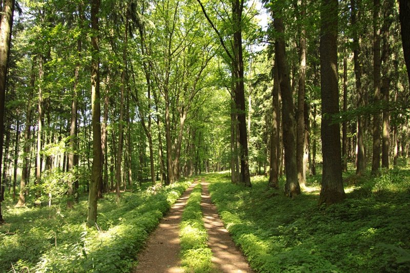 Artık şöyle bir patikada yürümeye ihtiyacım var