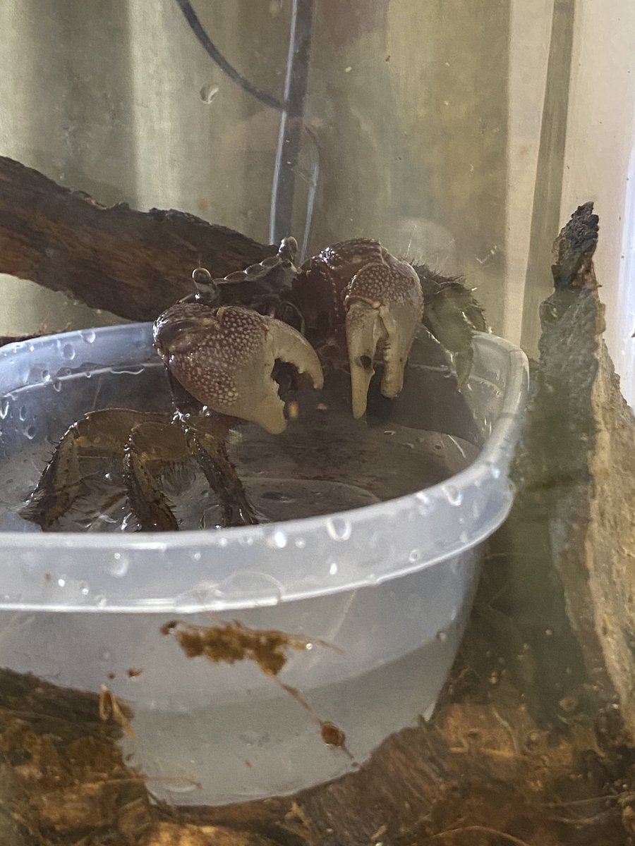 ベンキちゃんかわいい