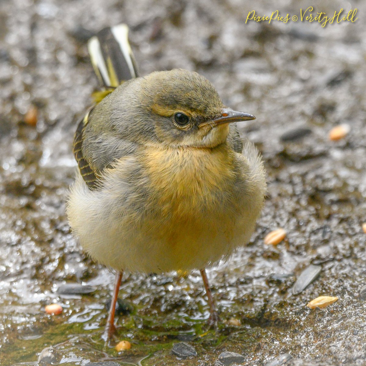 Had a beautiful time visiting my mum in Cornwall after 6months 😍 We had a lovely walk in Tehidy Woods and saw so much 💛 Our favourite was this little Grey Wagtail 🍋 #walkinnature #greywagtail #motacillacinerea #birdphotography #birdwatching #bbcspringwatch #bbcWildlifePOTD