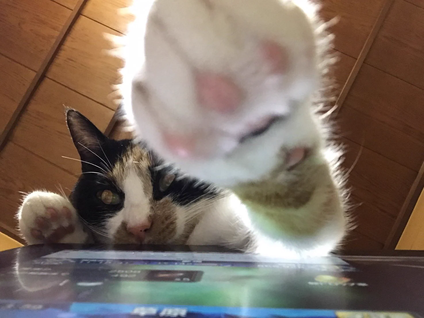 @pandania0 ウチの子もついて行きたいみたいですw
お腰に付けた物があれば百猫力ですっ 