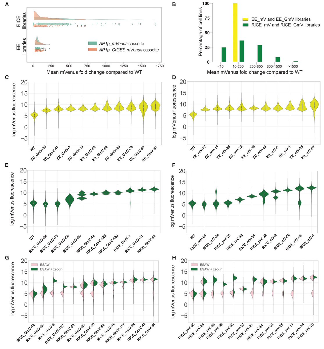 fabrismichele's tweet photo. #monoterpene engineering in #diatoms with HT phenotyping and @nanopore long-read sequencing in @jestinARgeorge first first-author paper @FrontBioeng. Now we know more on #episomes & #biolistic transformation #synbio #algae https://t.co/0ObZ5G9vn5 @AdvancedTwigTec @rafabbriano https://t.co/Kxv02BaolX