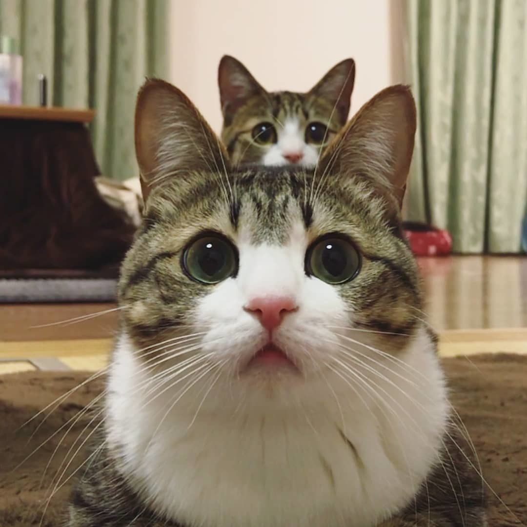 Cats Luver tweet media