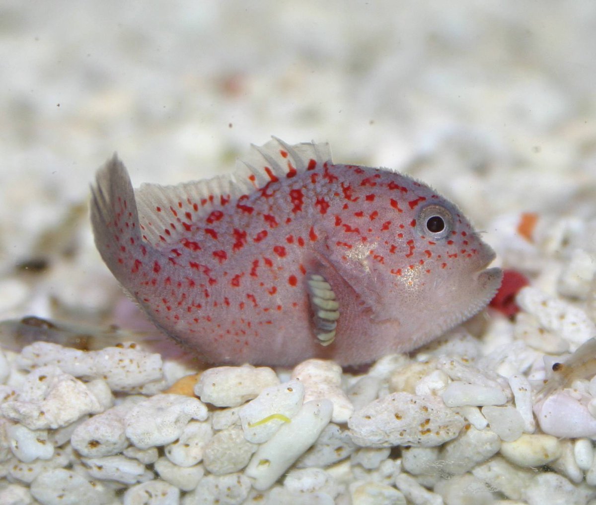This is Caracanthus, a species of scorpaenid sometimes incorrectly known as the Gumdrop Goby. It is the laughing stock of the scorpionfish family, and is neither a gumdrop, nor a goby. If you find one growing on your body you should probably get that checked. genitalwart/10
