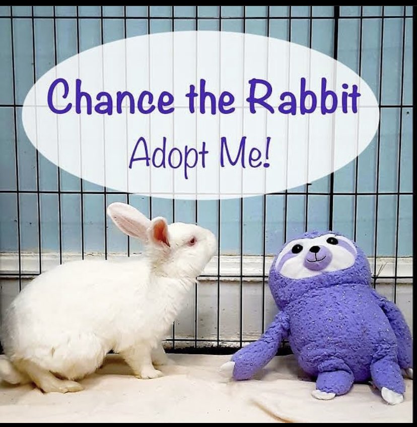 pretty_matte's tweet photo. https://t.co/b1Wg1ob3Fu Help Chance the rabbit get adopted! @chancetherapper @RedDoorShelter #chancetherapper #chancetherabbit #rabbit #adoptdontshop #bunny https://t.co/jKZi2Nju5H