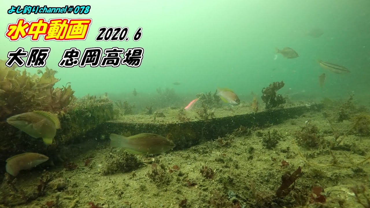 よし釣りchannel Auf Twitter 大阪の忠岡町にある 忠岡高場 の水中動画です よかったらご覧ください T Co 9kbc0gres7 水中撮影 水中映像 水中動画 大阪釣り 忠岡高場 Fishing Sea Gopro 水中カメラ よし釣りchannel Auf Twitter 大阪の忠岡町にある 忠岡高場 の水中動画です よかったらご覧ください T Co 9kbc0gres7 水中撮影 水中映像 水中動画 大阪釣り 忠岡高場 Fishing Sea Gopro 水中カメラ
