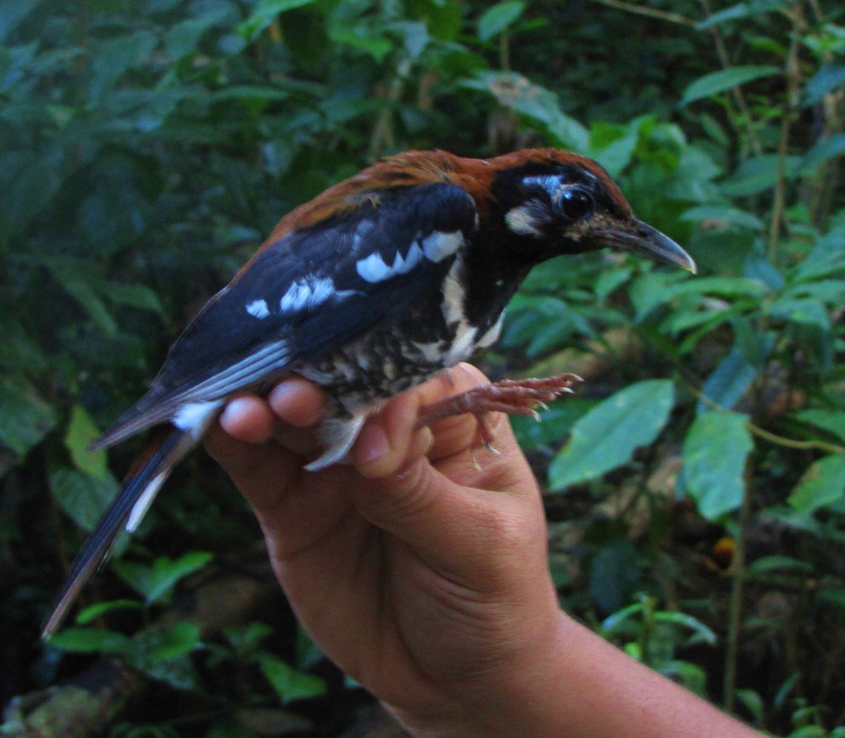 This early paper can be found here. Red-backed Thrush photo attached, although this is from Buton Island, rather than the Kabaena ssp.!  https://www.researchgate.net/publication/215909242_A_new_subspecies_of_Red-backed_Thrush_Zoothera_erythronota_kabaena_subsp_nov_Muscicapidae_Turdidae_from_Kabaena_island_Indonesia