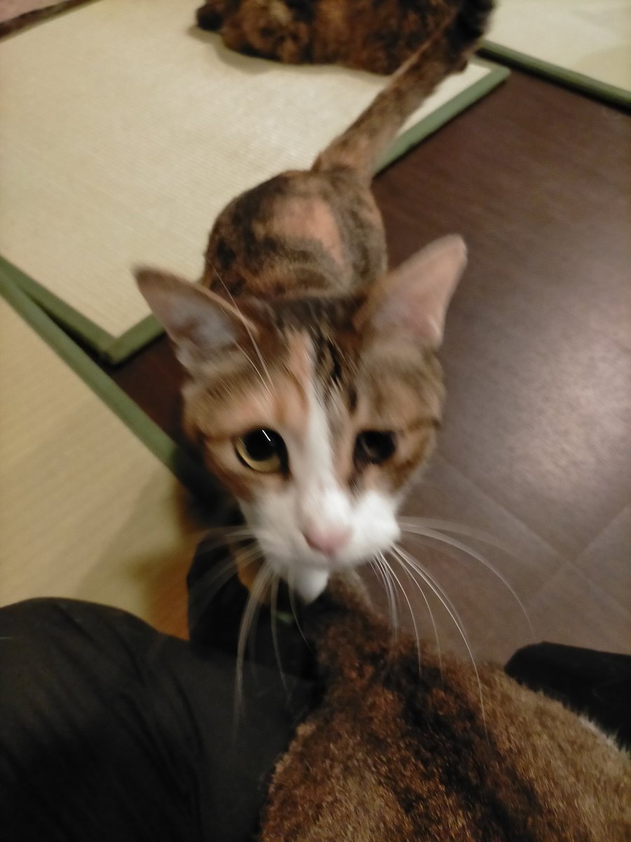 猫 カフェ 調布